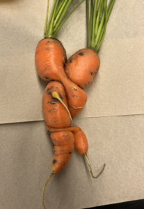 ugly carrots