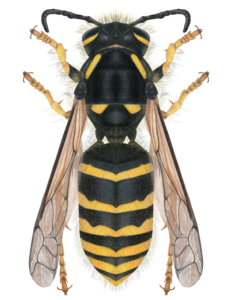 Detailed illustration of Alaska Yellowjacket