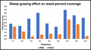 Sheep grazing effect on weed coverage