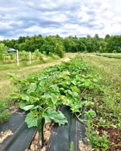 winter squash