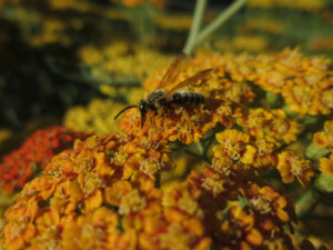 Yarrow attracts pollinators.