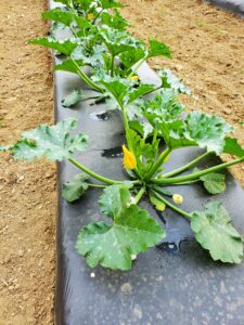Zucchini plants in a pesticide efficacy trial